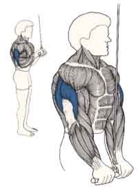 Exercices de musculation pour les bras Extension des avant-bras avec poids