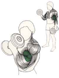 Exercices de musculation pour les bras Flexion alternée de l'avant-bras