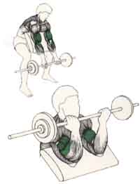 Exercices de musculation pour les bras Flexion des avant-bras 