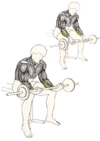 Exercices de musculation pour les bras Flexion des poignets