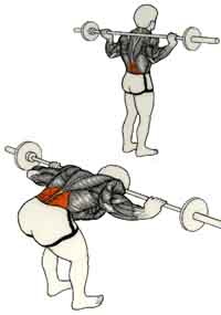 Exercices de musculation pour le Dos Flexion du buste en avant