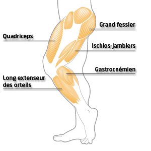 Exercices de musculations pour les jambes 