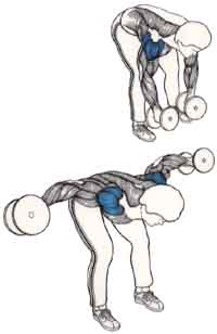 Exercices de musculation pour les épaules Écartés latéraux penché en avant