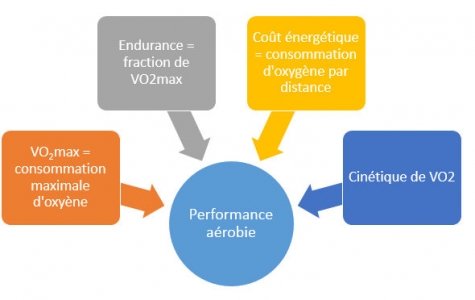 Fig 1 : Les facteurs de la performance aérobie