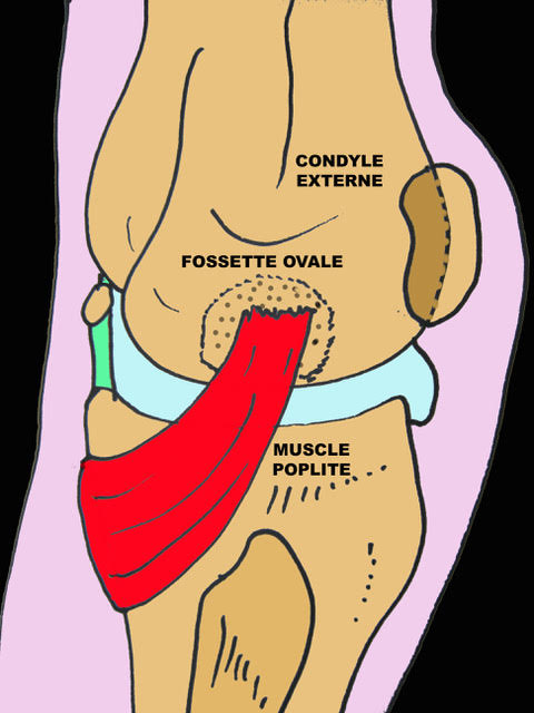 Douleurs de la face externe du genou : Syndrome de l'essuie-glace ...