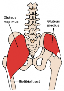 Posterior_Hip_Muscles_3